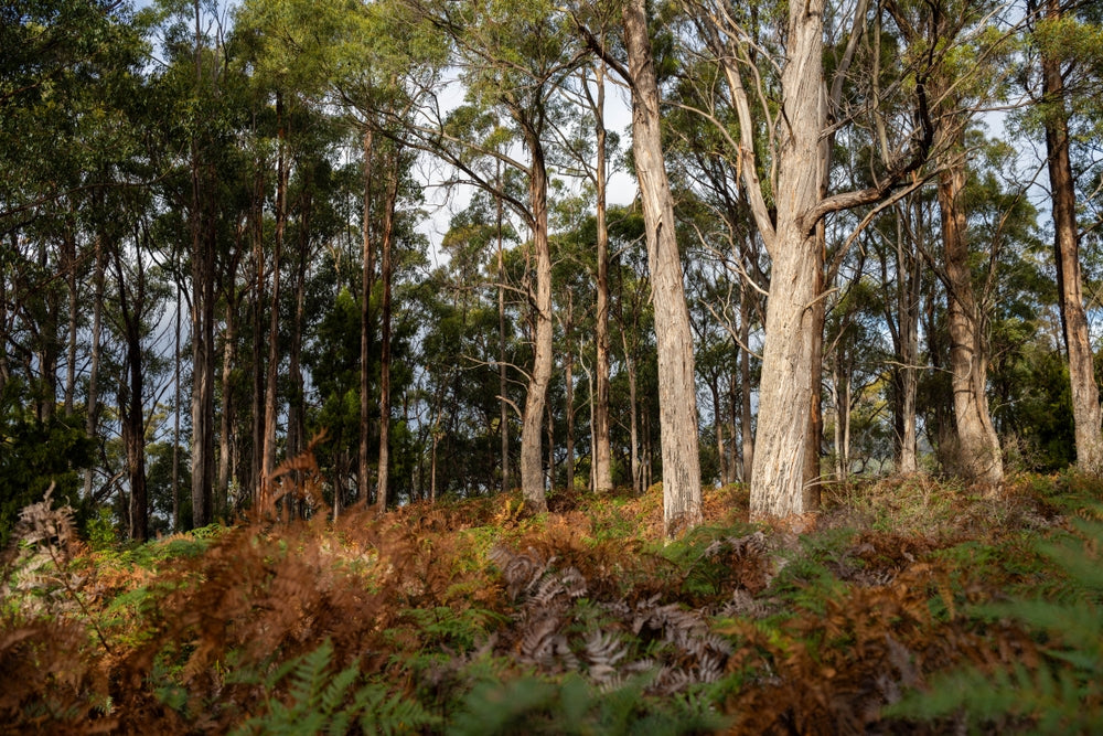 Sustainable Australian forest where Upwood sources materials