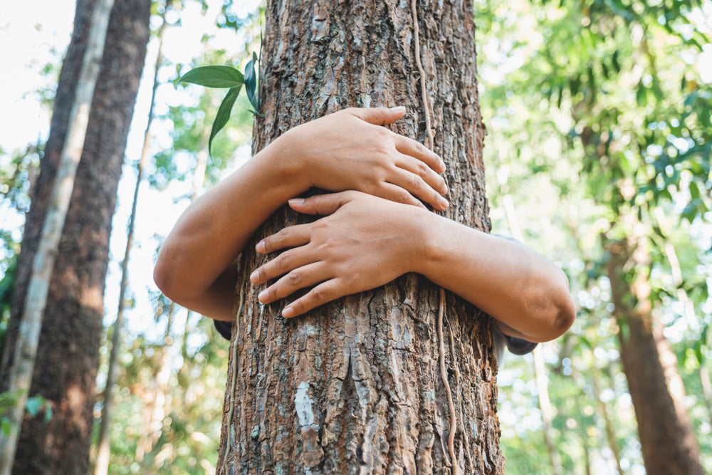 Responsibly managed forest for Upwood's sustainable desk production