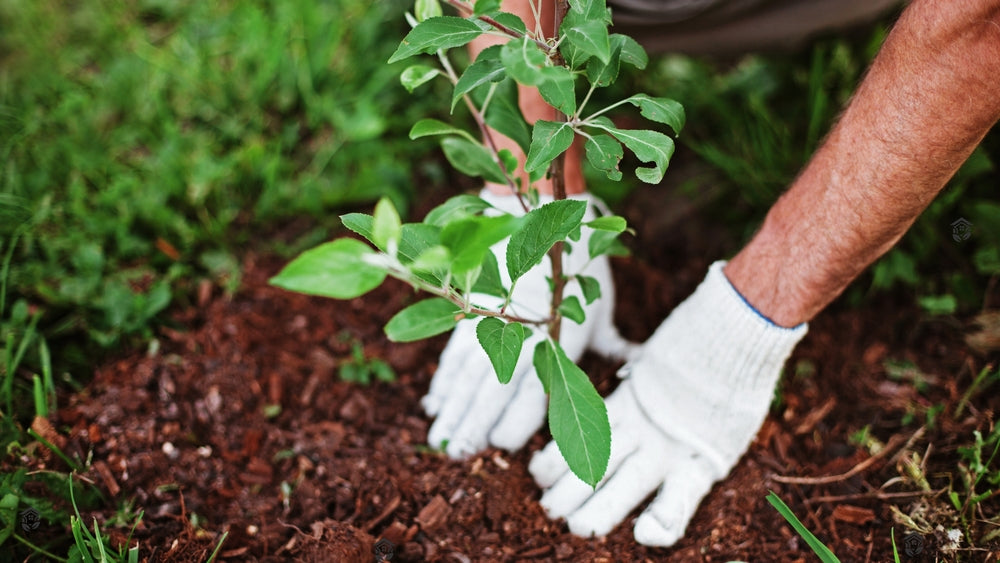 Upwood's commitment to sustainability through tree planting initiatives